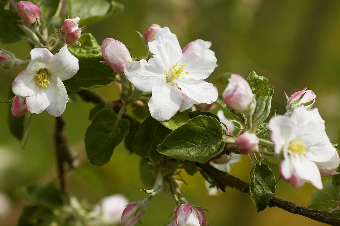 Apfelblüten am Zweig (Sorte Boskop)