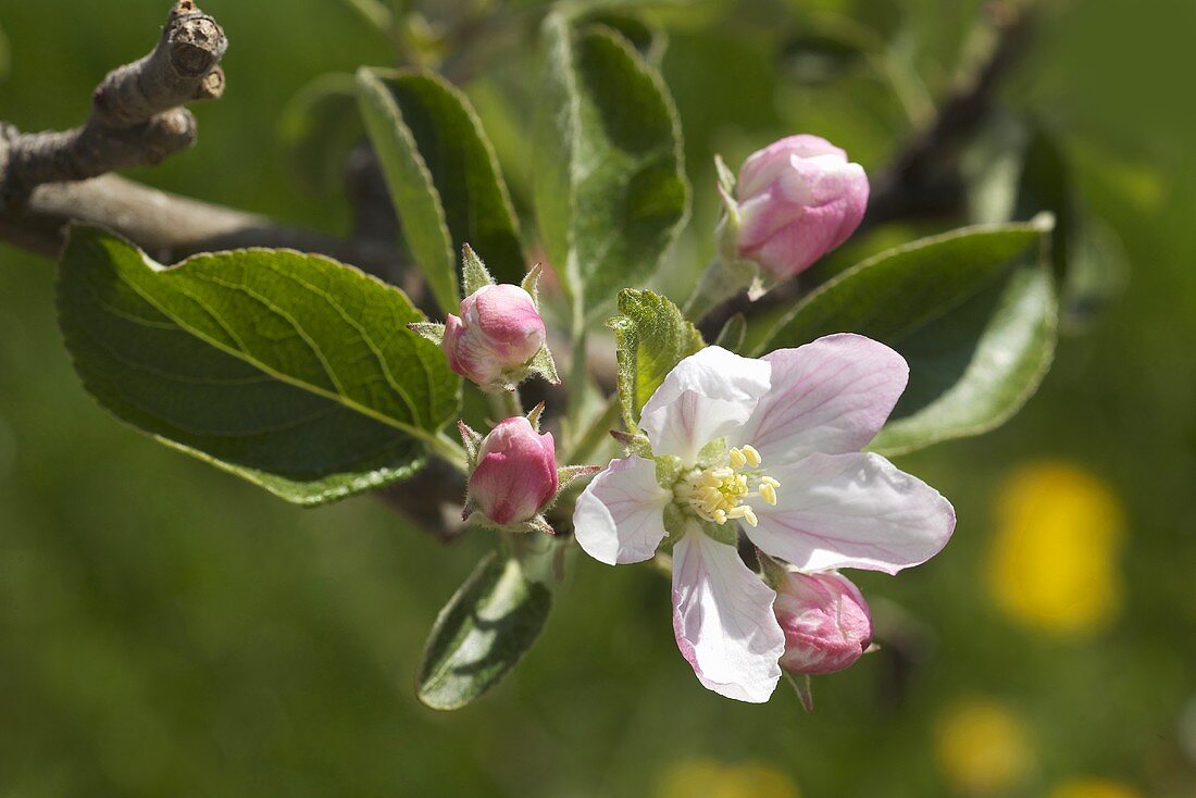 Apfelblüten am Zweig (Sorte Braeburn)