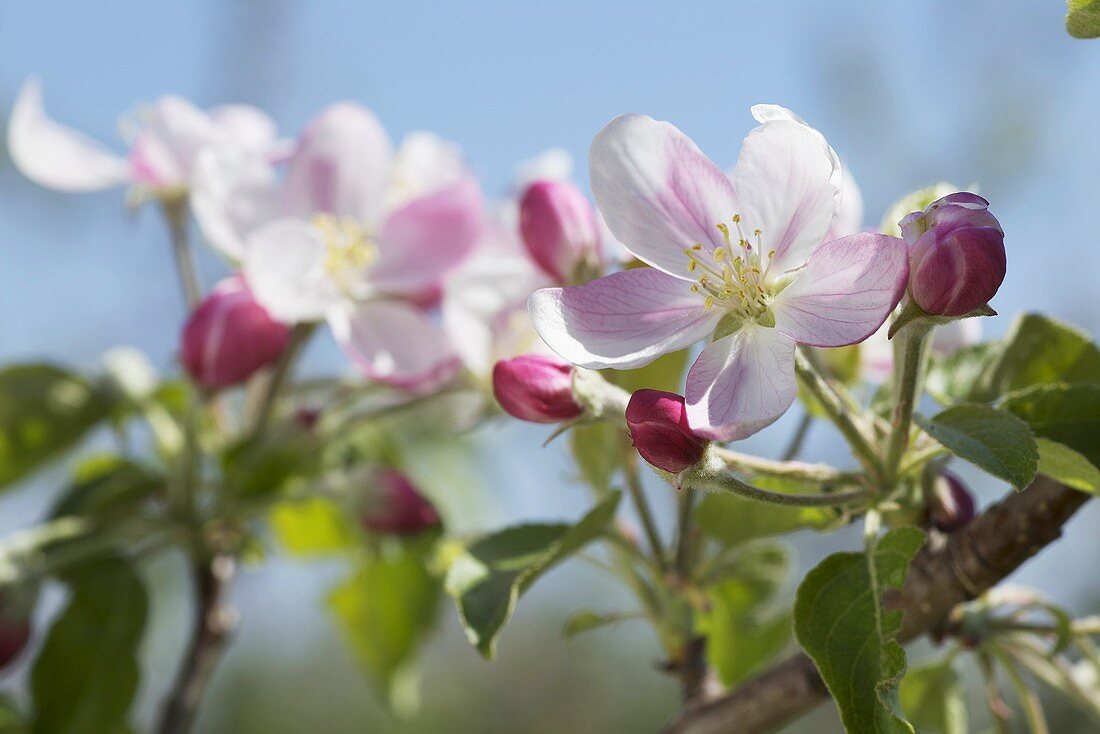 A sprig of apple blossom (variety: Golden Delicious)