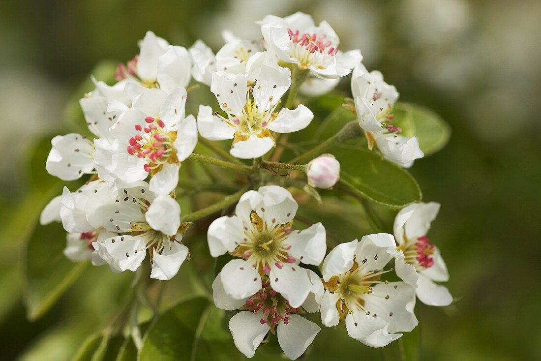 Birnenblüten am Zweig