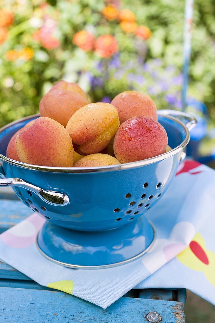 Fresh apricots in a colander on a garden table