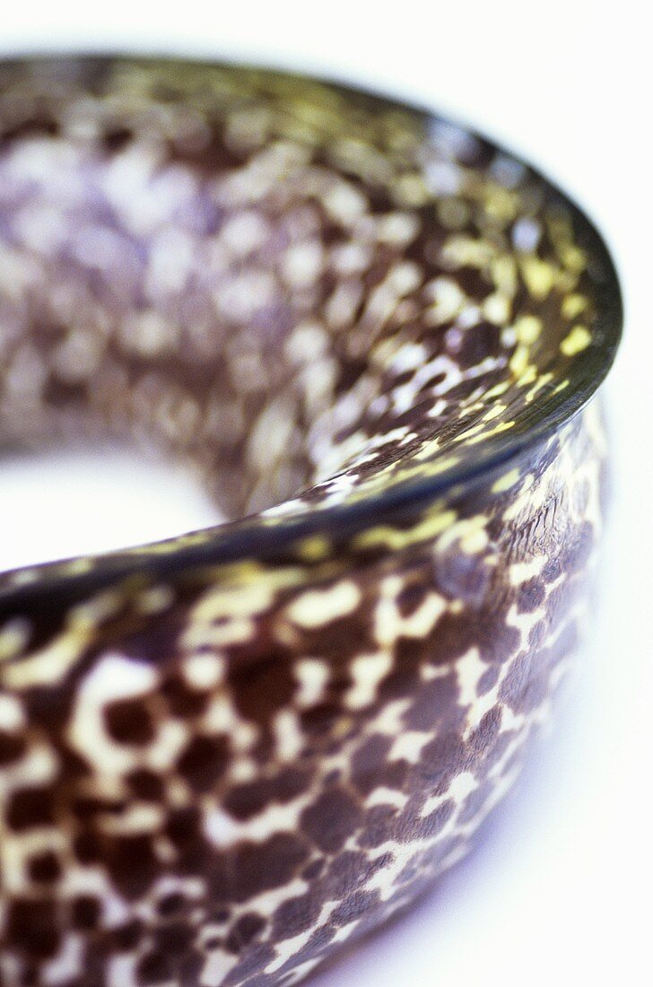 A moray eel (close-up)