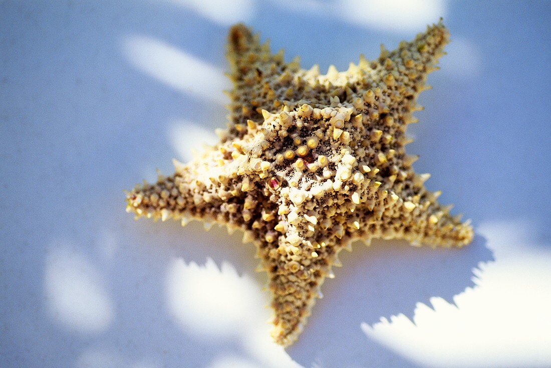 A starfish