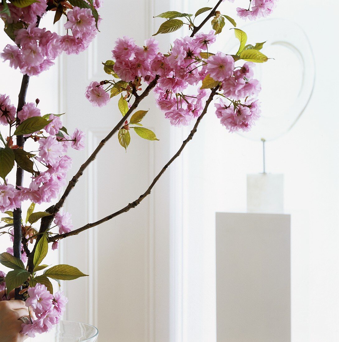 Branch of cherry blossom as floral decoration