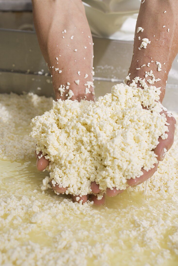Käseherstellung: Hände holen Molke aus Behälter