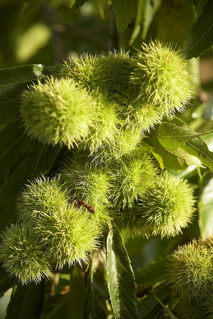 Sweet chestnuts on the tree