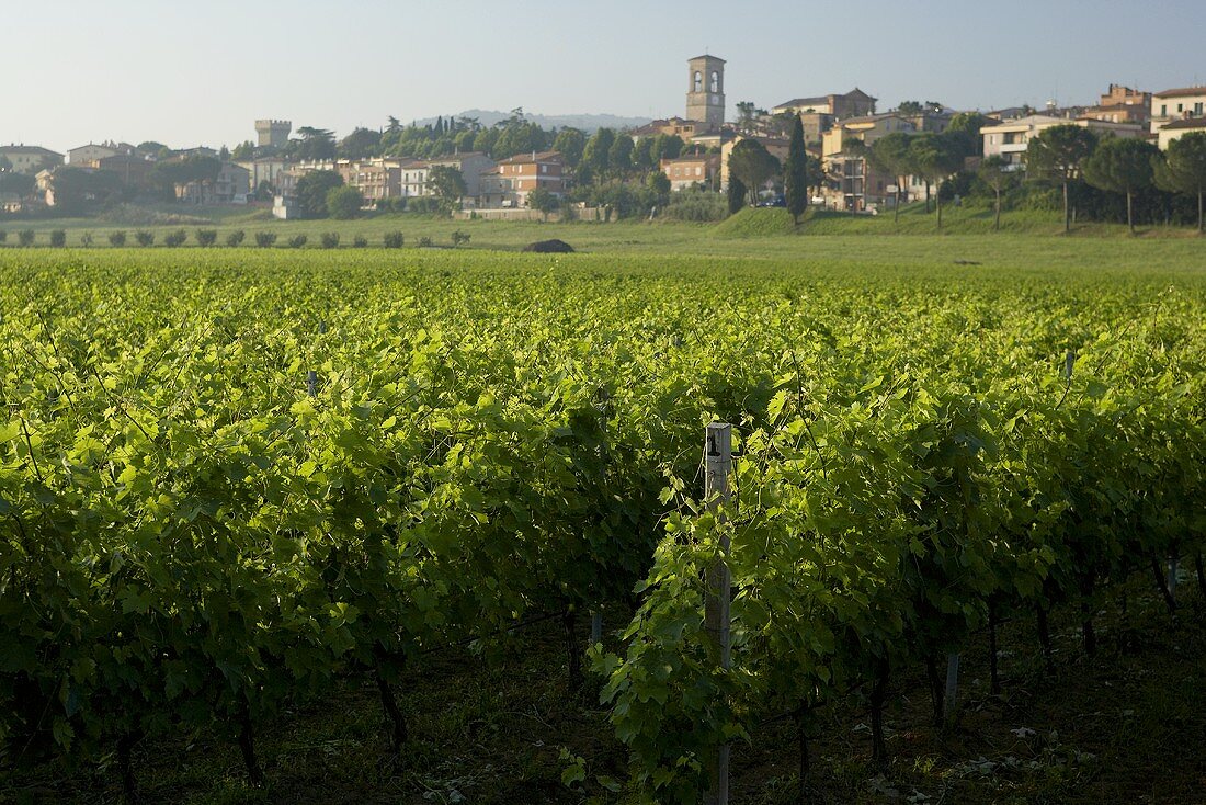 Weinreben in Torgiano, Umbrien