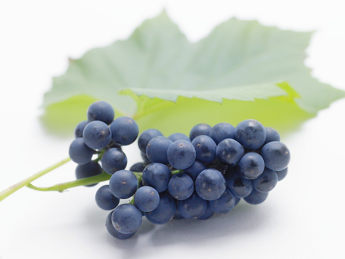 Black grapes with vine leaf
