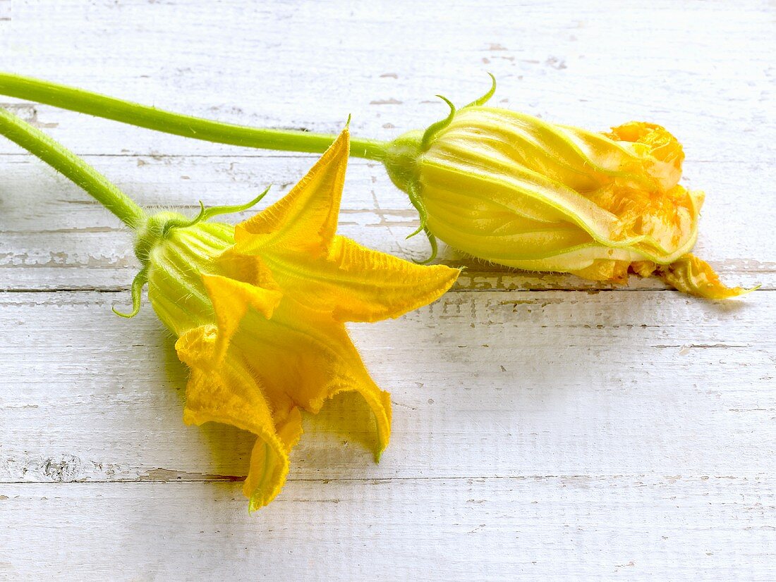 Zwei Zucchiniblüten