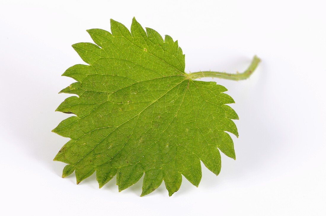 A nettle leaf