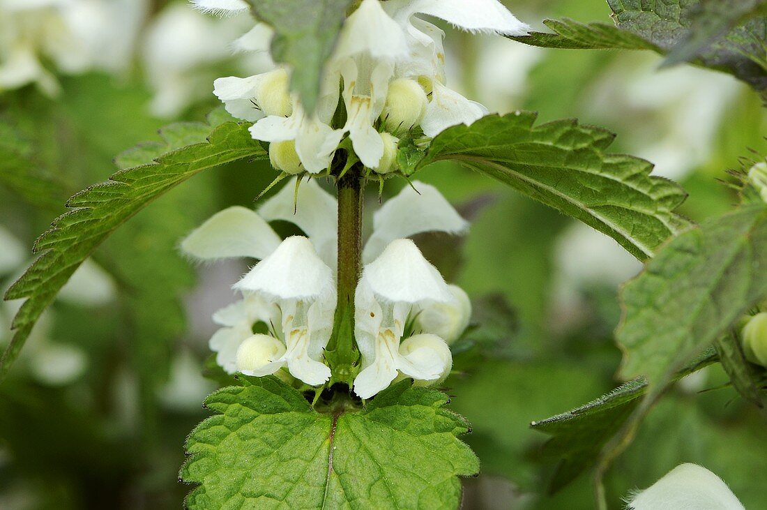 White dead-nettles in the open air