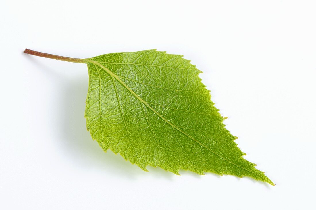 A birch leaf