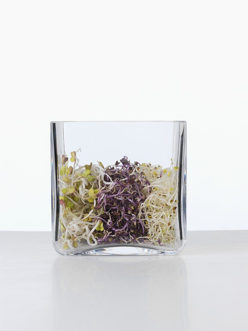 Assorted grain sprouts in glass bowl