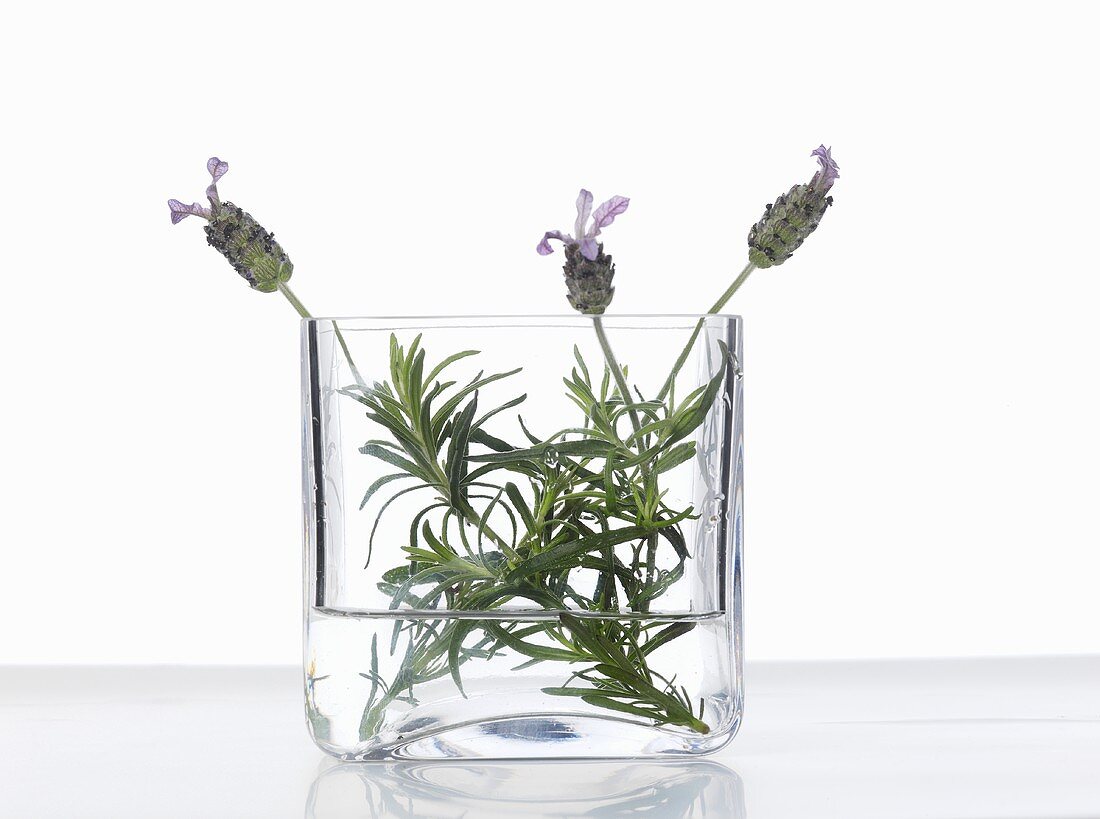 Flowering lavender in glass bowl