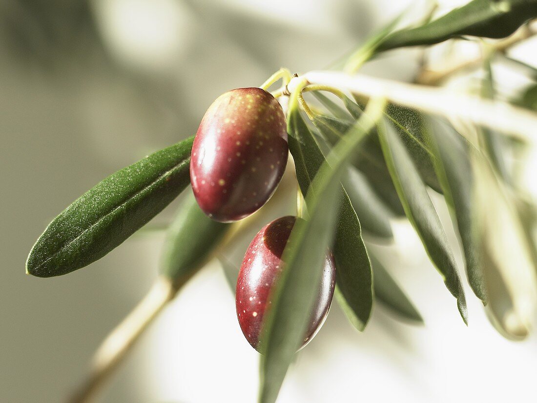 Fresh olives on the branch
