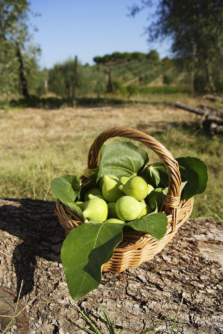 Basket full of fresh figs in Italian landscape