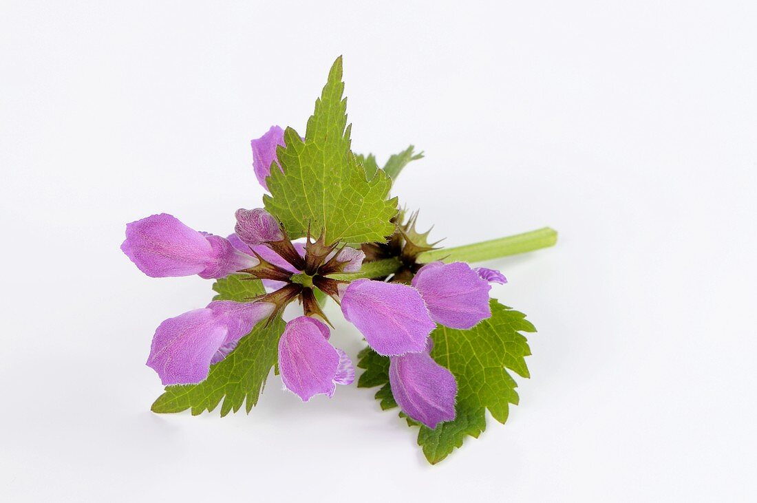 Purple dead-nettle