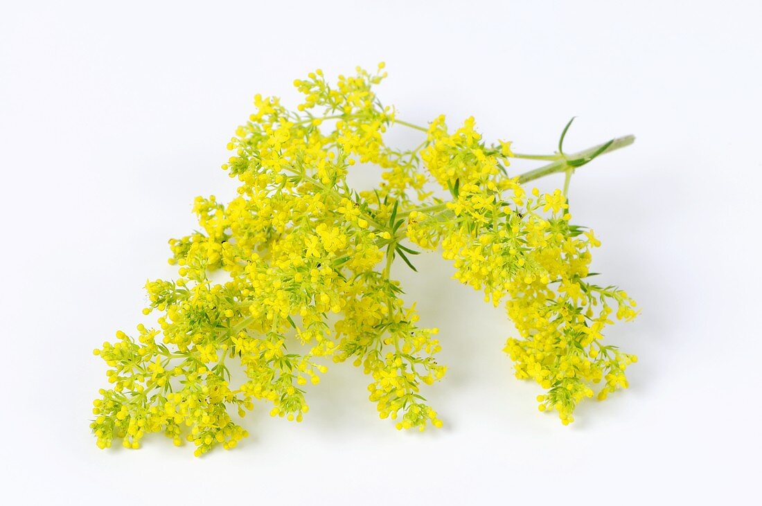 Flowering lady's bedstraw