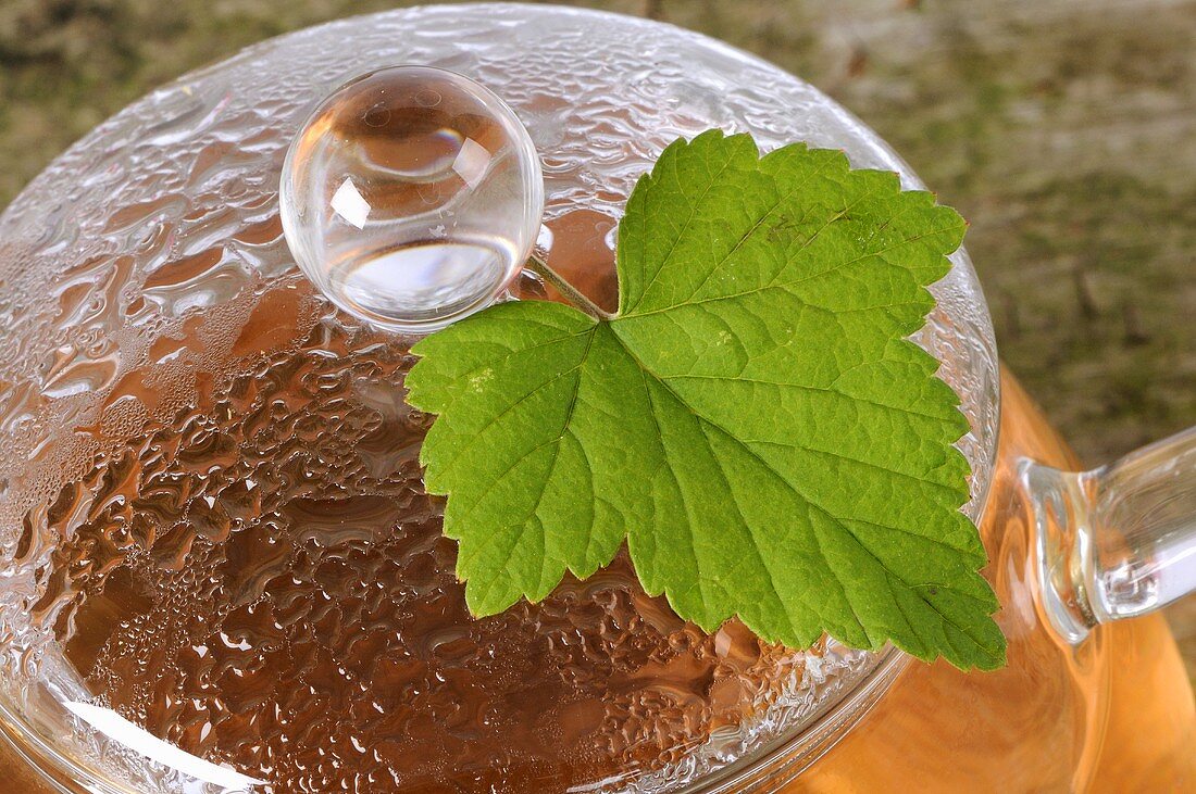 Blackcurrant leaf tea in glass teapot