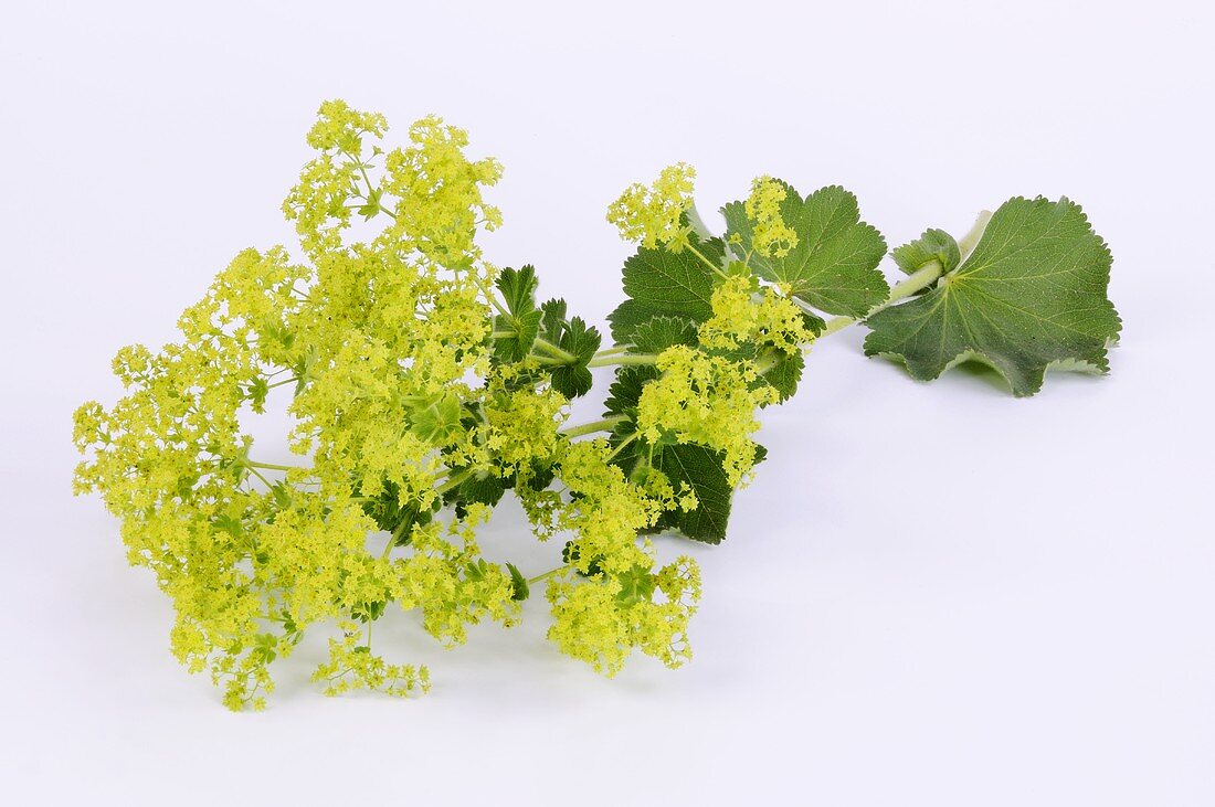 Lady's mantle with flowers