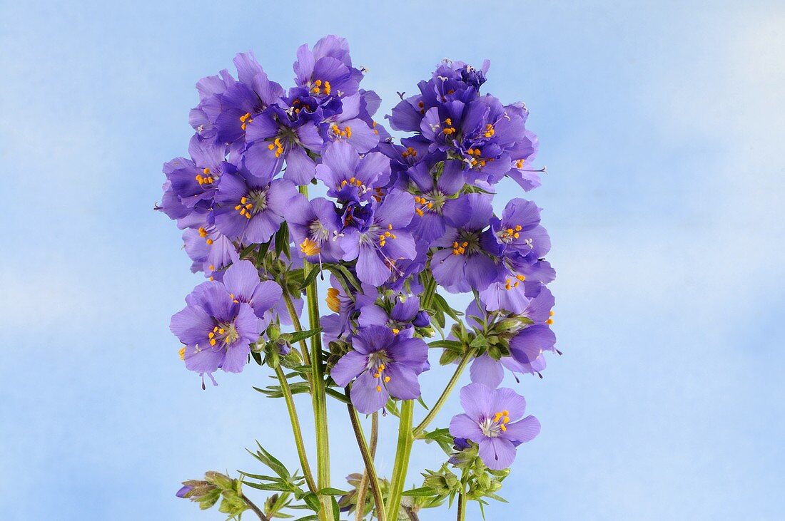 Jacob's ladder (flowering)