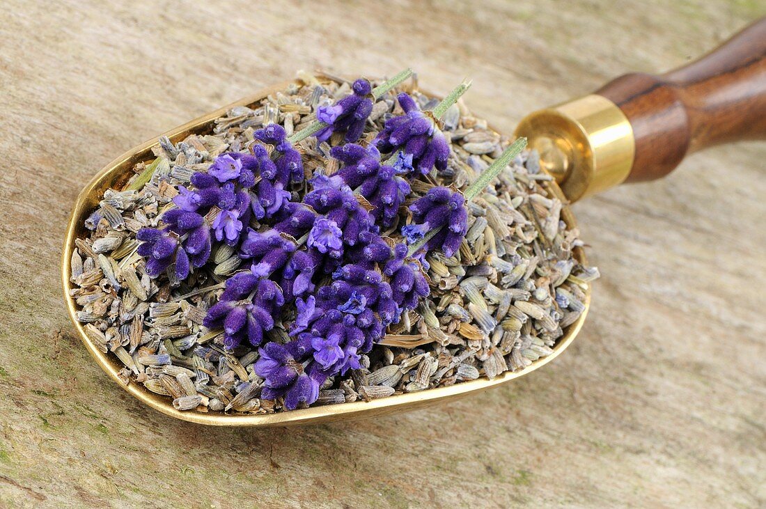 Lavender flowers, fresh and dried, in scoop