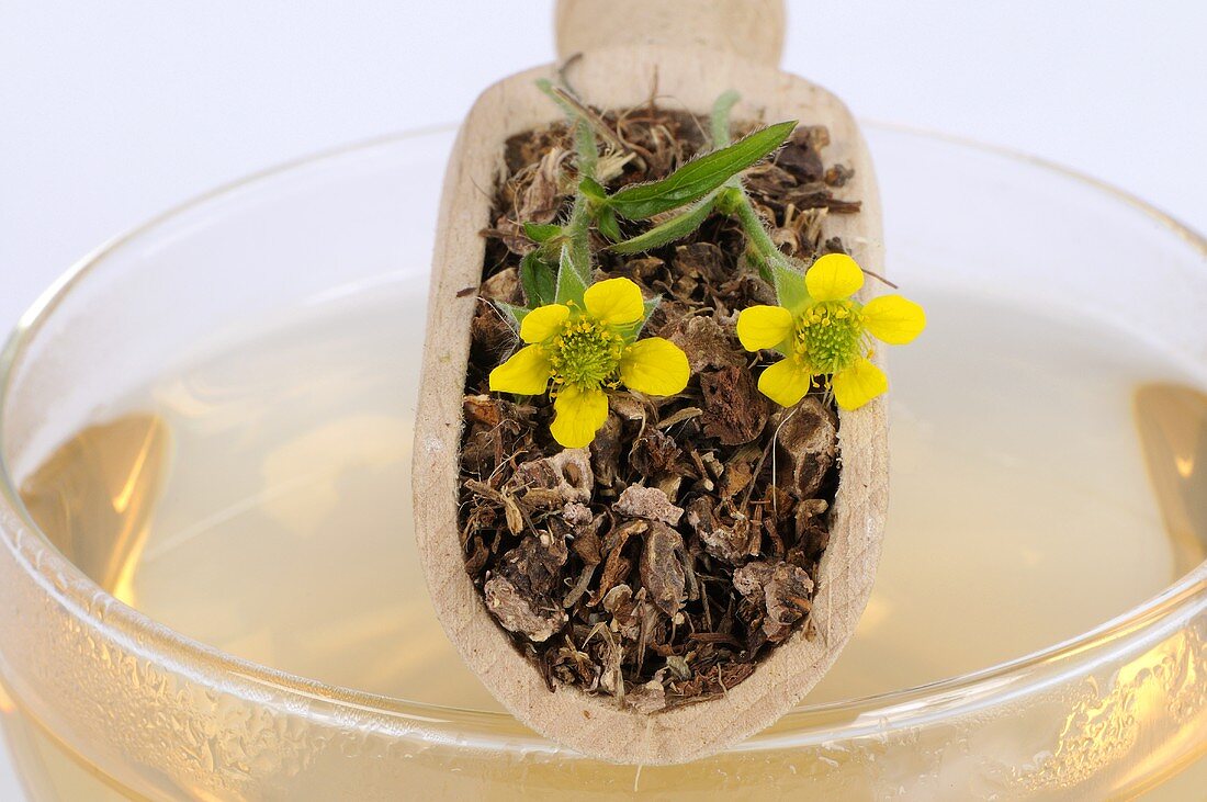 Herb bennet (fresh, dried and flowers) on cup of tea