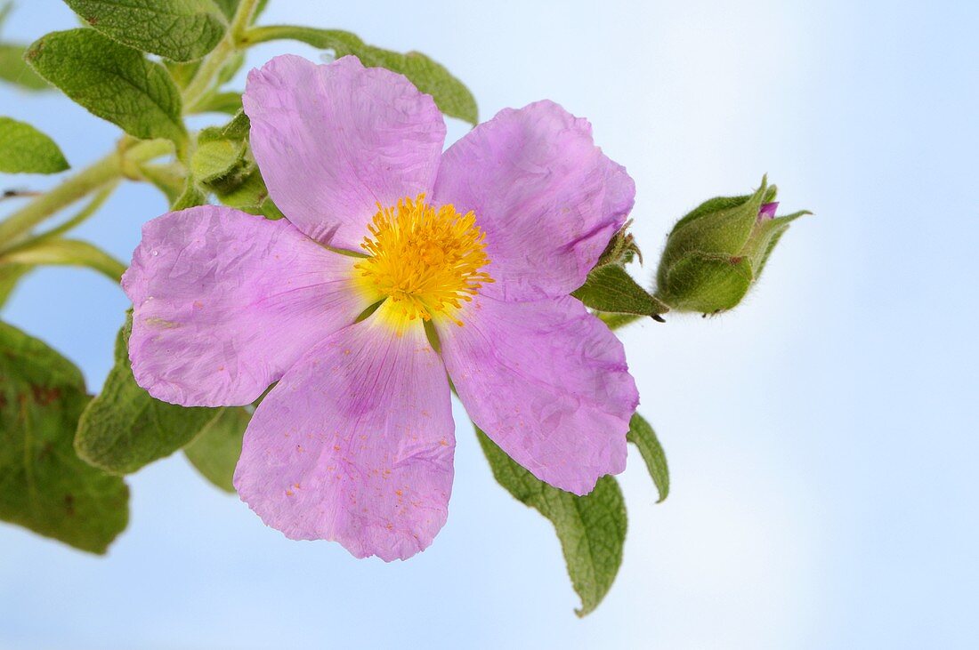 Rockrose flower