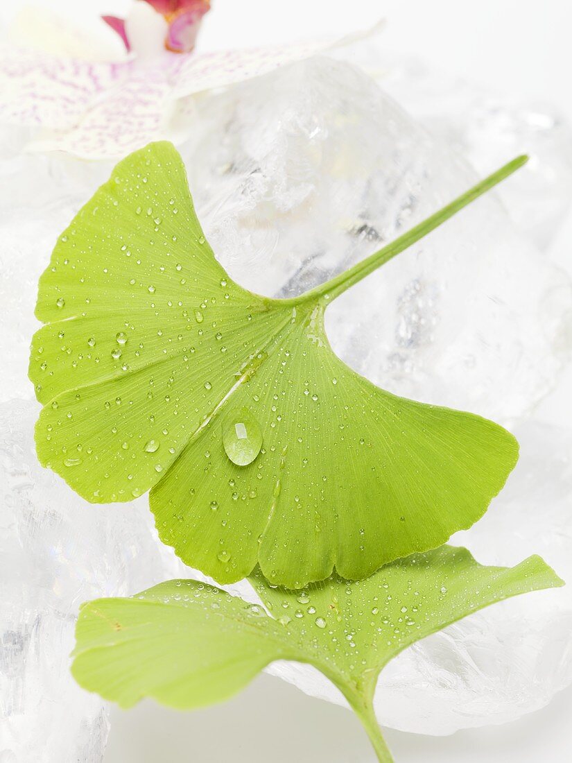 Gingkoblätter mit Wassertropfen auf Eiswürfeln