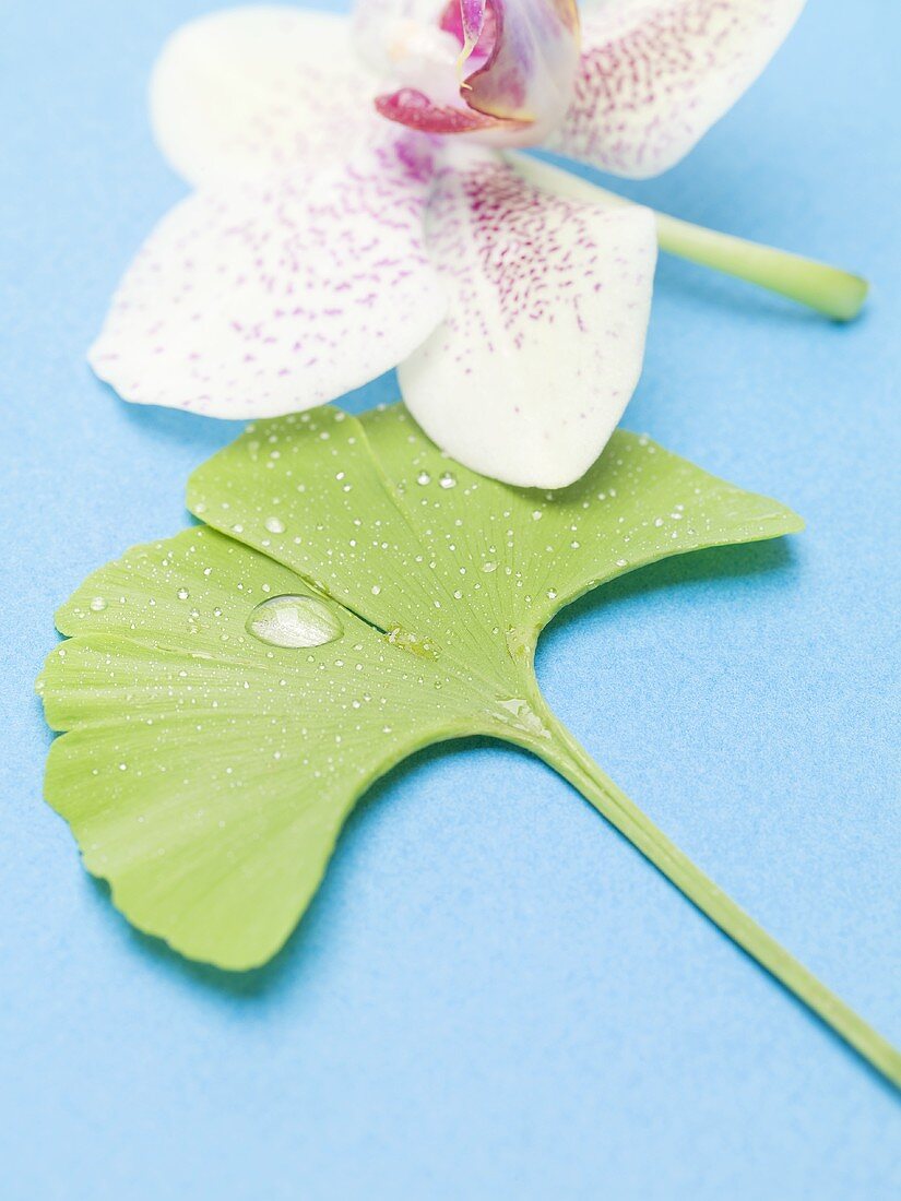 Gingko leaf with drops of water and orchid