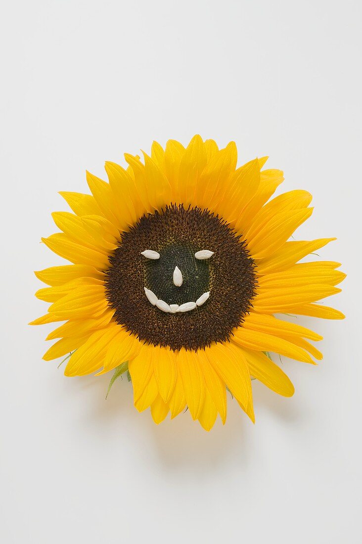 Sonnenblume mit Gesicht aus Sonnenblumenkernen
