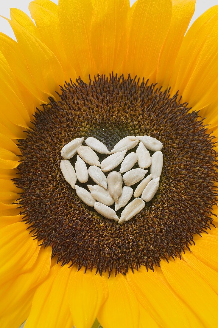 Sonnenblume mit Herz aus Sonnenblumenkernen (Close Up)