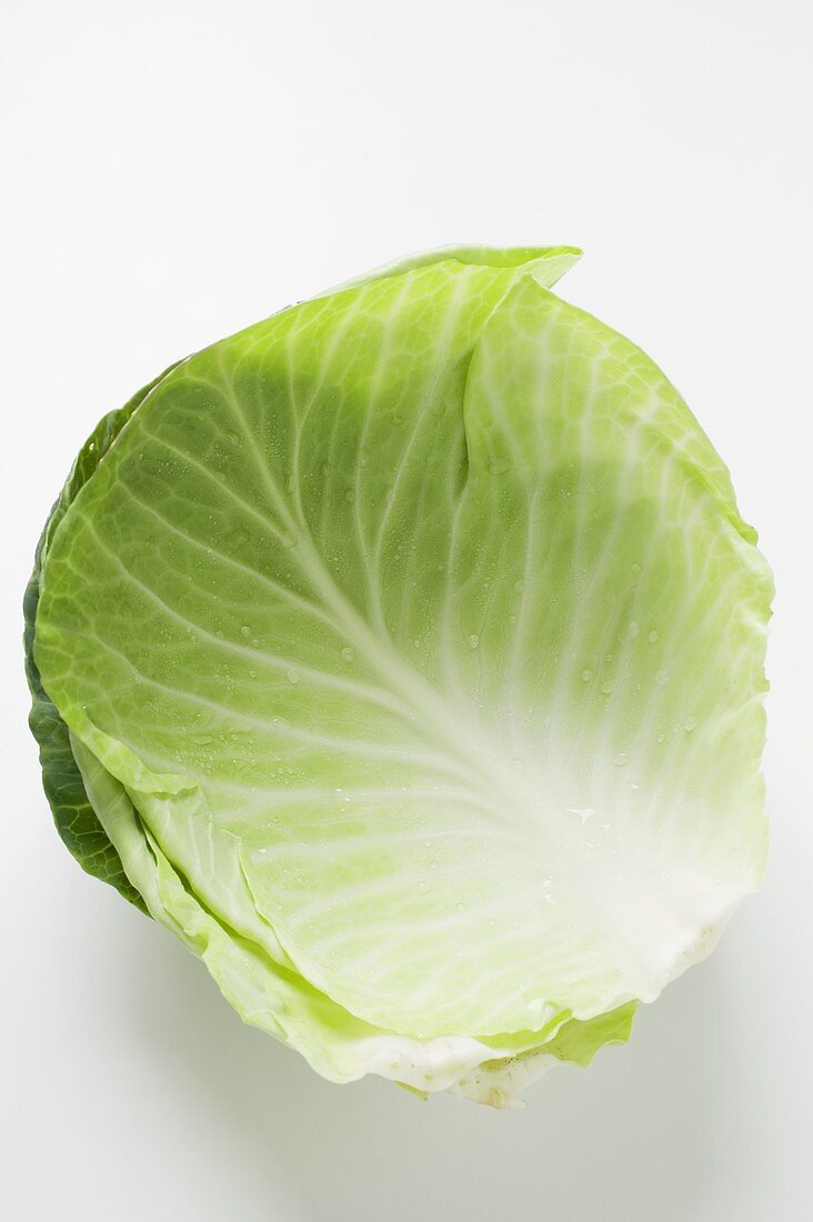 Fresh white cabbage