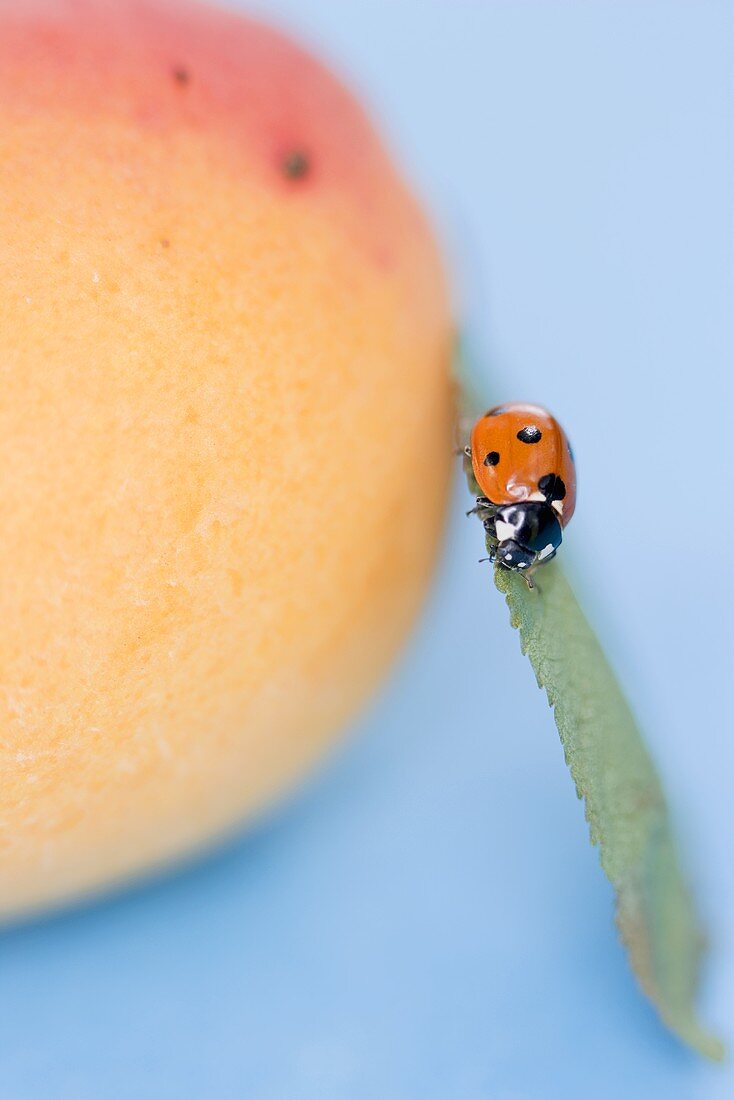 Ladybird on leaf beside apple