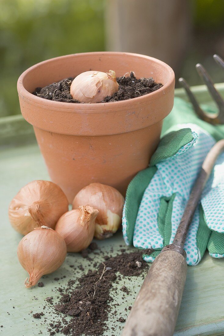 Bulbs, flowerpot filled with compost, garden tool, gloves