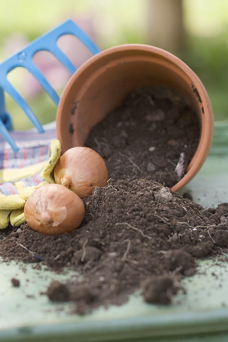 Upset flowerpot with compost and bulbs