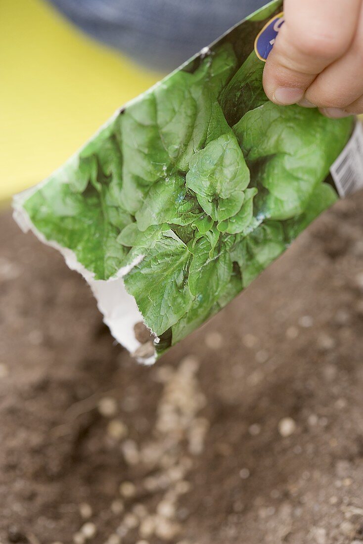 Child sowing spinach seeds in soil (close-up)