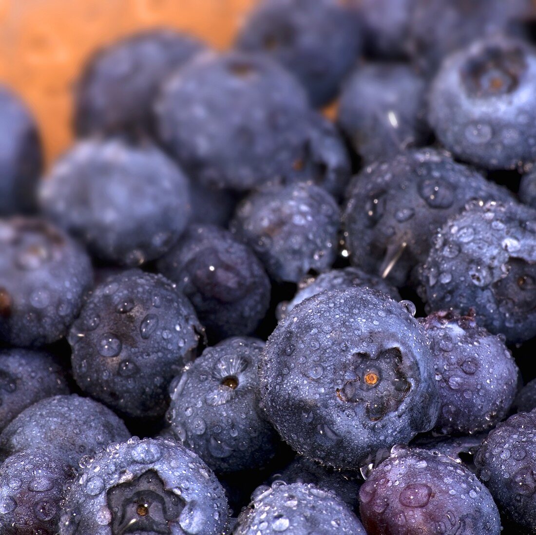 Heidelbeeren mit Wassertropfen (Close Up)