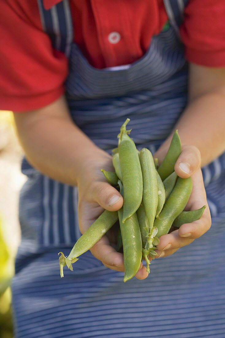 Child holding pea pods