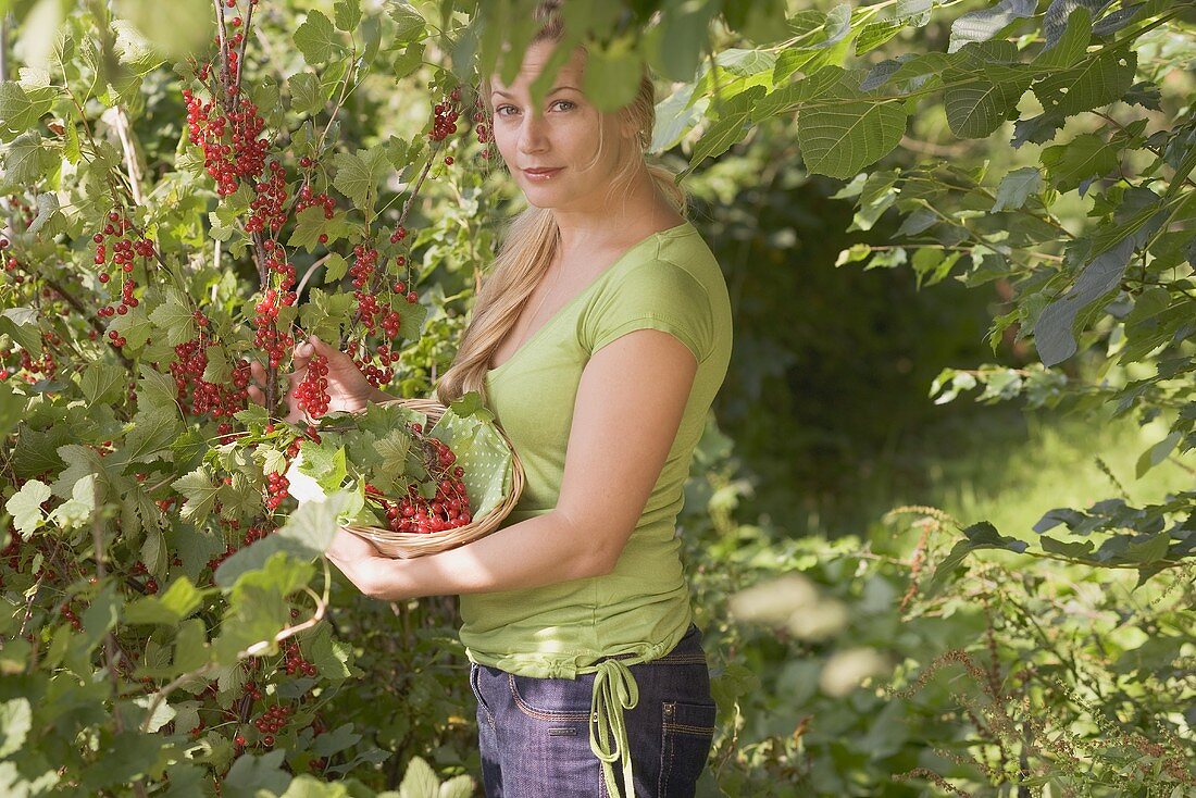 Frau pflückt rote Johannisbeeren im Garten