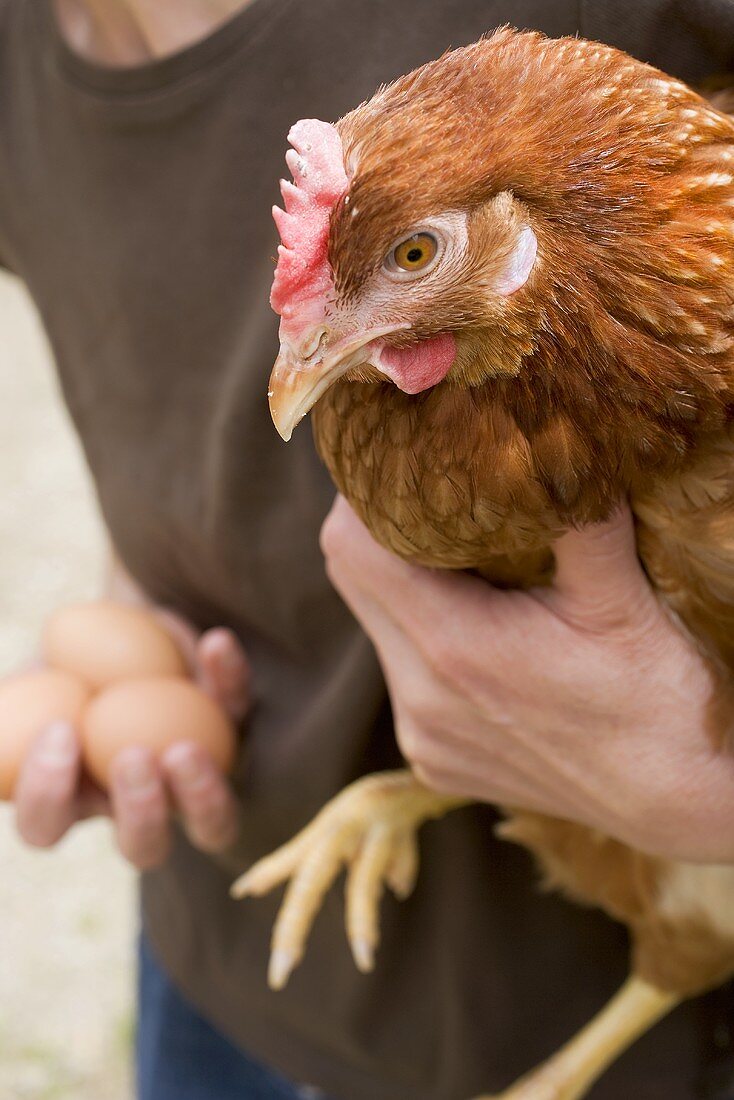 Frau hält lebendiges Huhn und frische Eier