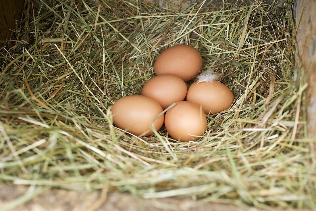 Frische Eier im Stroh am Bauernhof
