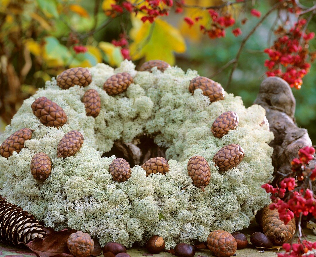 Wreath of Iceland moss and cones