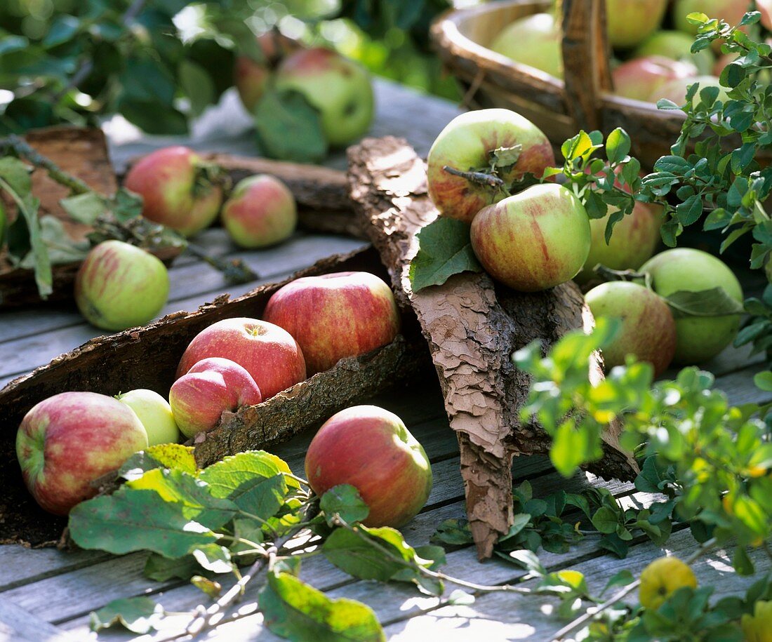 Äpfel (Sorte: James Grieve) mit Rinde dekoriert