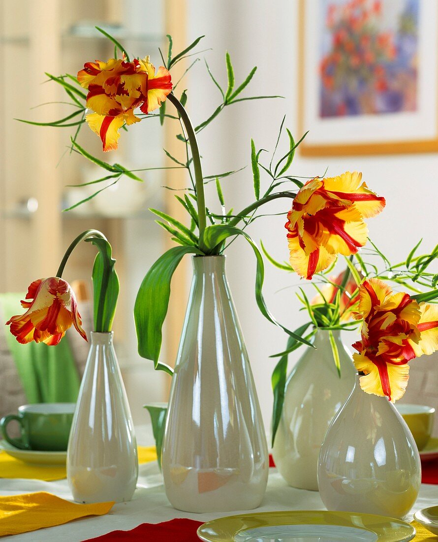 Yellow and red parrot tulips