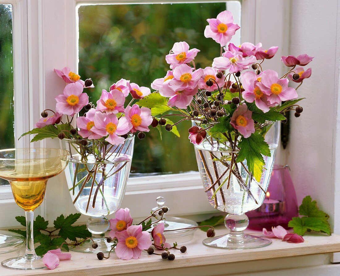 Anemones in glasses by window