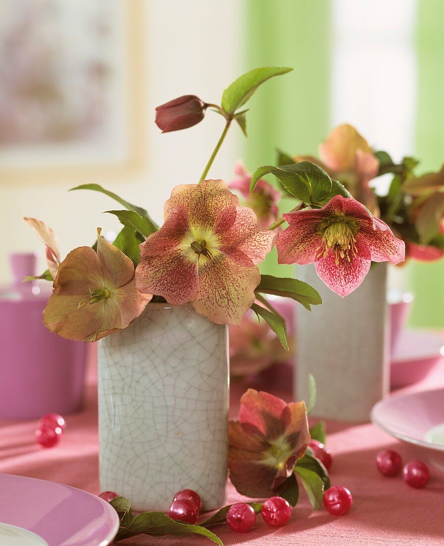 Lenten roses (Helleborus orientalis)