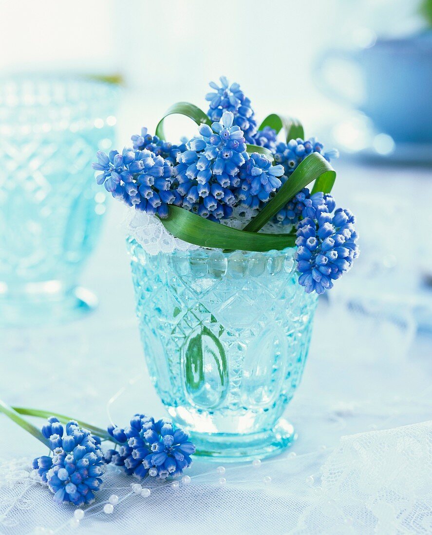 Grape hyacinths in pale-blue glass