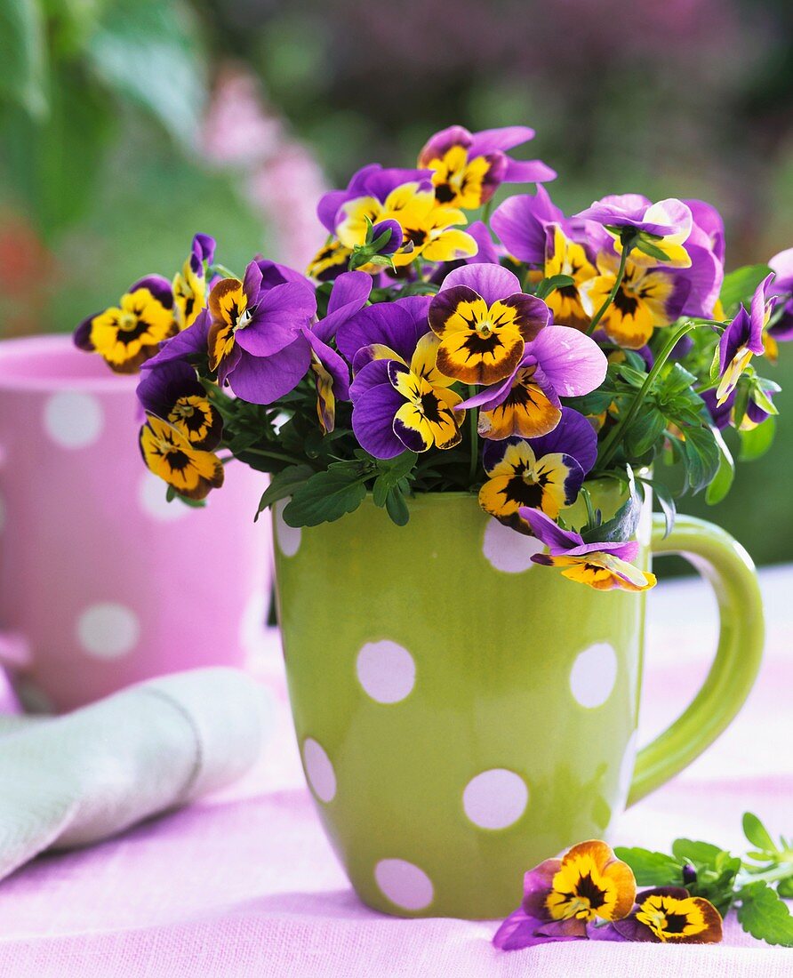Horned violets (yellow with purple edge) in green mug