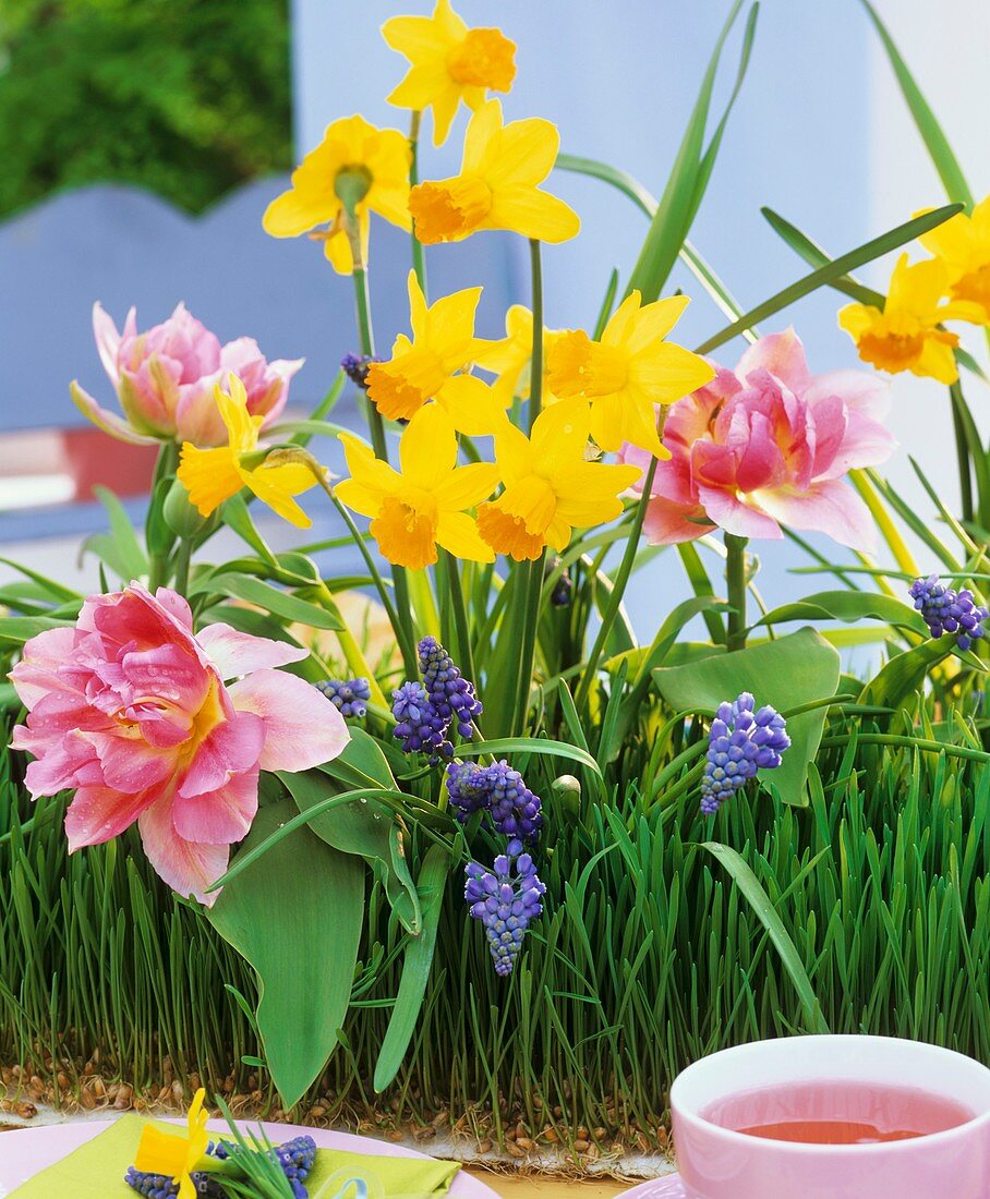 Wheat grass with tulips, Narcissi and grape hyacinths